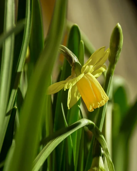 Close Yellow Flowering Plant — Zdjęcie stockowe