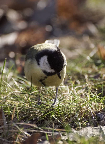 Tarlaya Tünemiş Küçük Bir Kuşun Yakın Çekimi — Stok fotoğraf