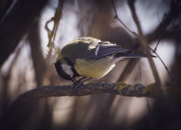 Крупный План Маленькой Птицы Сидящей Ветке — стоковое фото