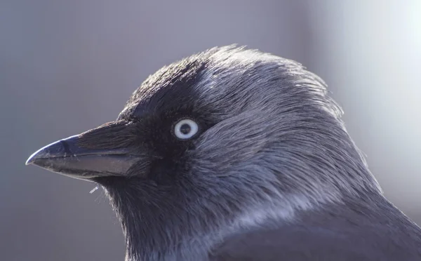 Nahaufnahme Eines Vogels Während Des Tages — Stockfoto