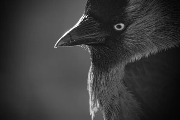 Close Pássaro Preto Branco — Fotografia de Stock