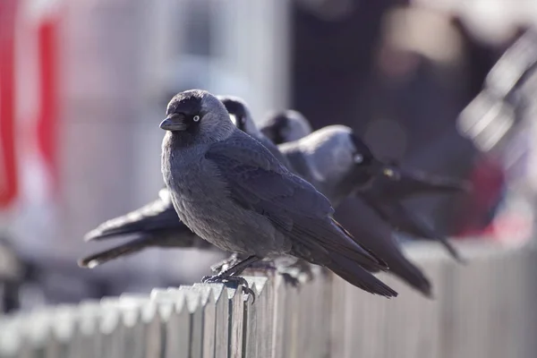 Großaufnahme Von Vögeln Die Auf Einem Geländer Hocken — Stockfoto