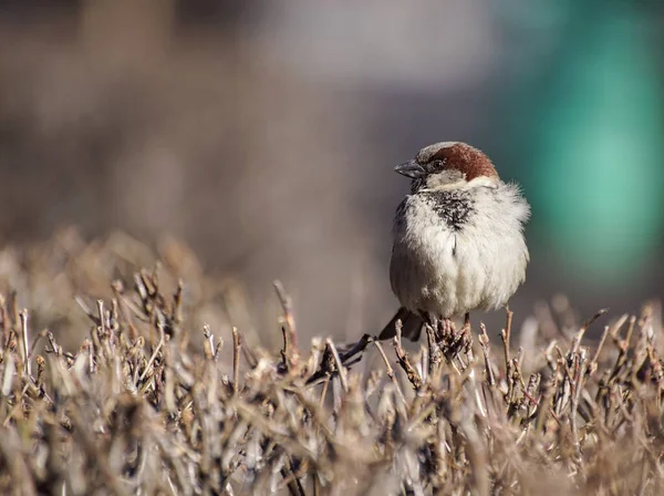 Bitkinin Üzerine Tünemiş Bir Kuşun Yakın Çekimi — Stok fotoğraf