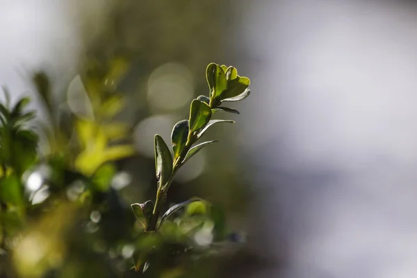Close Plant Blurred Background — Foto Stock