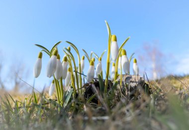 Gökyüzüne karşı tarlada çiçek açan bitkilerin yakın çekimi