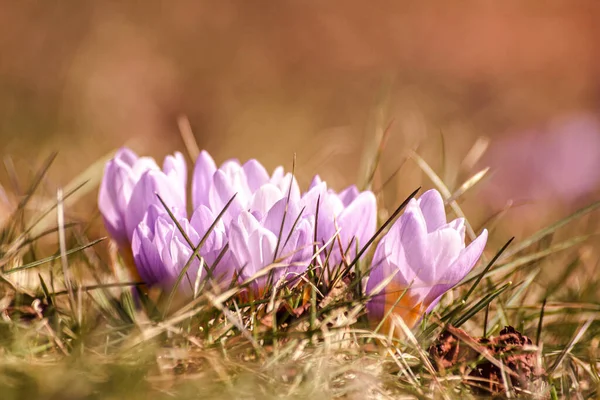 Primer Plano Flores Cocodrilo Púrpura Campo — Foto de Stock