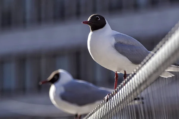 Close Seagulls Perching Railing — Photo