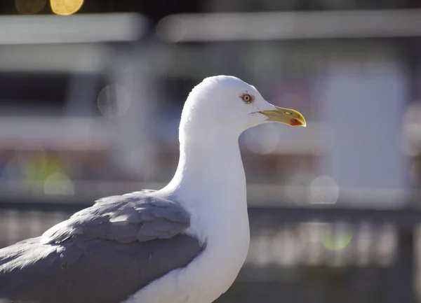Close Seagull Perching City — Stock Photo, Image