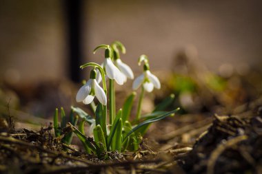 Tarladaki beyaz çiçekli bitkinin yakın çekimi
