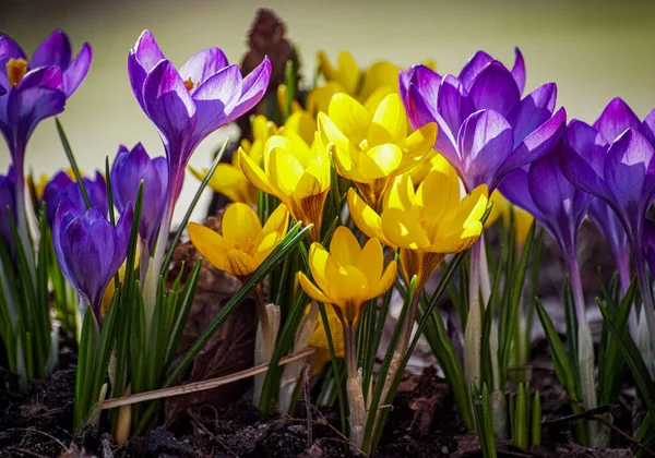 フィールド上の紫と黄色のクロッカスの花のクローズアップ ストック画像