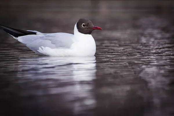 Detailní Záběr Ptáka Sedícího Jezeře — Stock fotografie