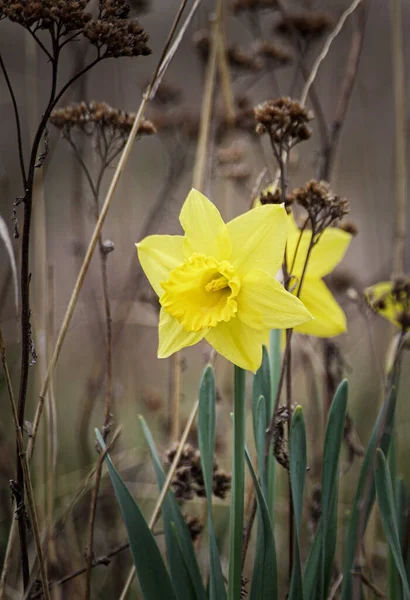 Primer Plano Planta Floración Amarilla Durante Primavera — Foto de Stock