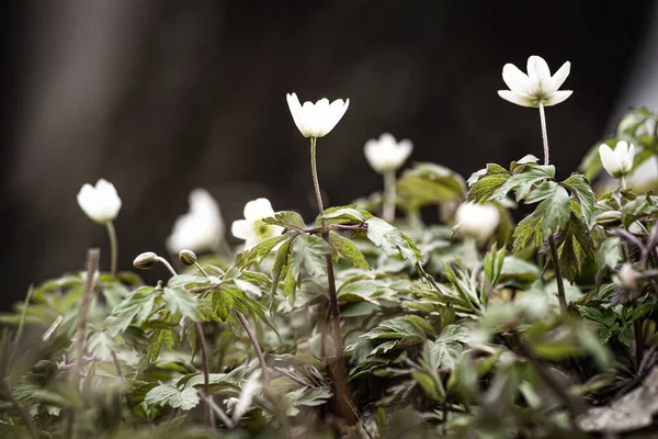 Close White Flowering Plants Field — Stock Photo, Image