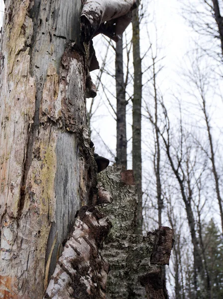 Niski Kąt Widzenia Pnia Drzewa Lesie — Zdjęcie stockowe