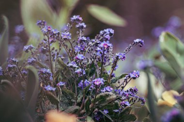 A close up of purple flowering plants