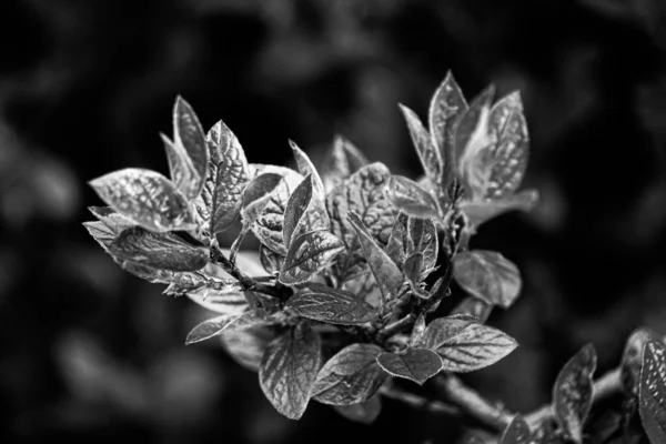 Nahaufnahme Einer Pflanze Schwarz Weiß — Stockfoto