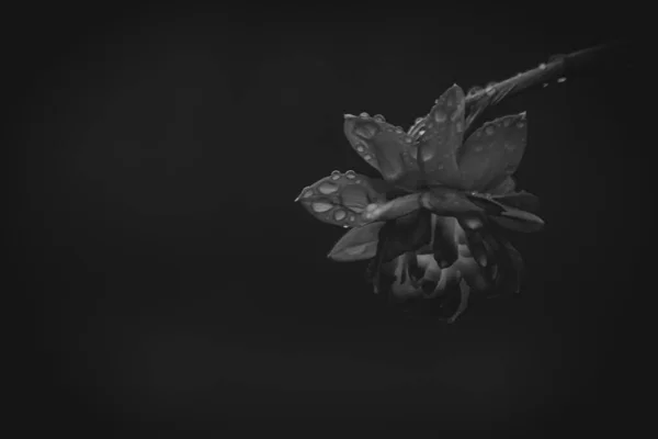 黑色背景下的花朵特写 — 图库照片