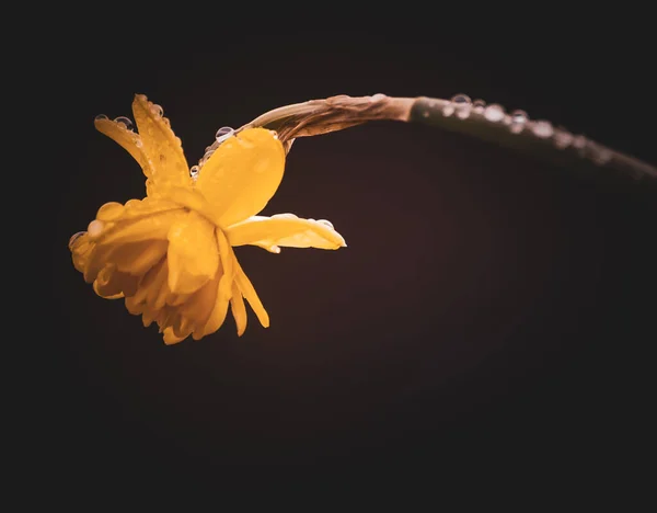 黒を背景に湿った黄色の花のクローズアップ — ストック写真