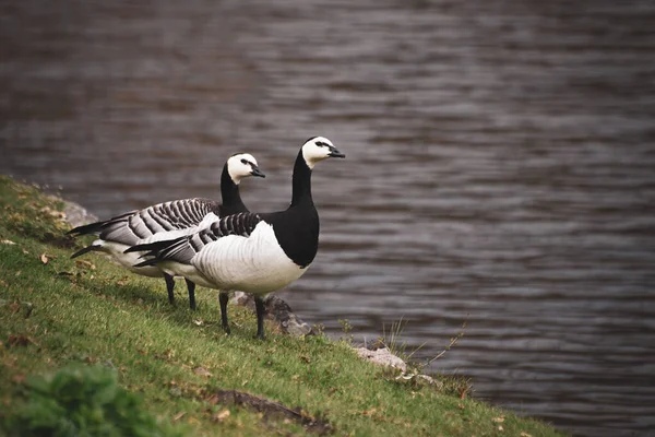 Nahaufnahme Von Zwei Vögeln Die Ufer Hocken — Stockfoto