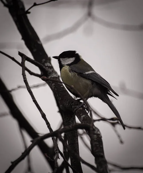 Close Small Bird Perching Branch — Stock Photo, Image