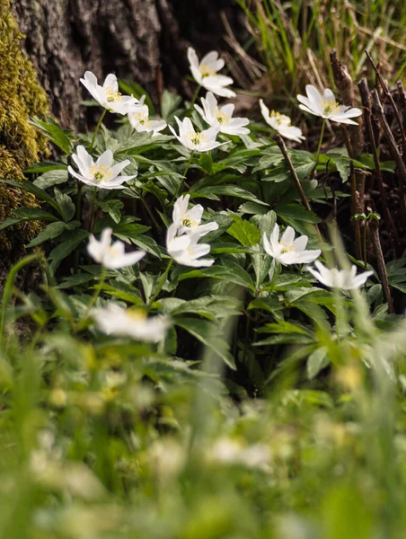 Close White Flowering Plants Field — Stock Photo, Image