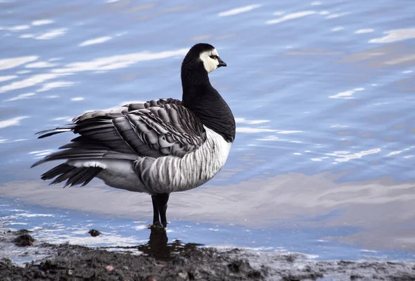 Göle Tünemiş Bir Kuşun Yakın Çekimi — Stok fotoğraf