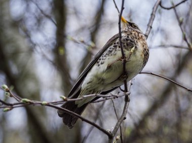 Bir kuş dalda tıraşlama Close-up