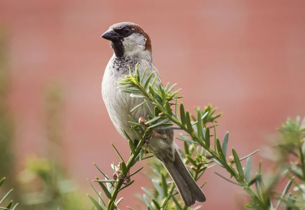 Κοντινό Πλάνο Ενός Πτηνού Που Σκαρφαλώνει Στο Φυτό — Φωτογραφία Αρχείου