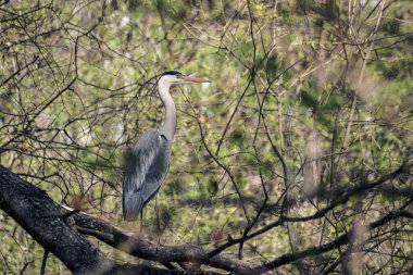 Bahar boyunca bir dala tüneyen balıkçıl. 