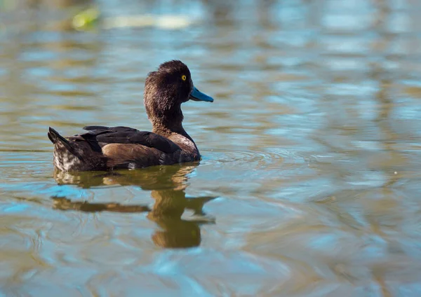 Close Duck Swimming Lake — Photo