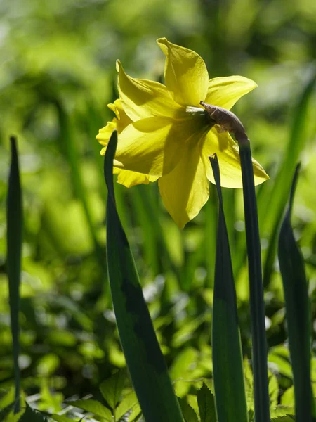 Close Yellow Flowering Plant — Foto de Stock