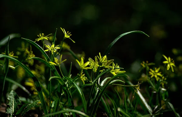 Закрытие Желтого Цветущего Растения Весной — стоковое фото