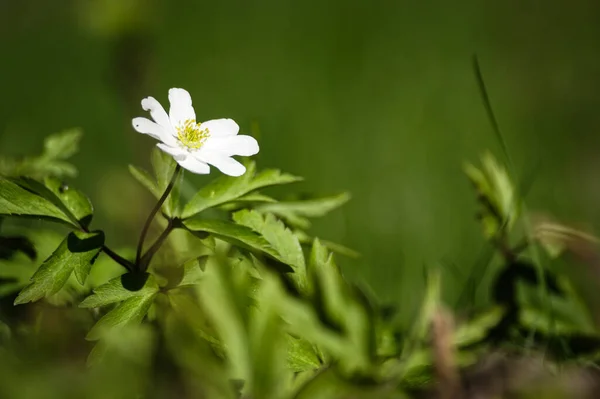 Close White Flowering Plant — Stock Photo, Image