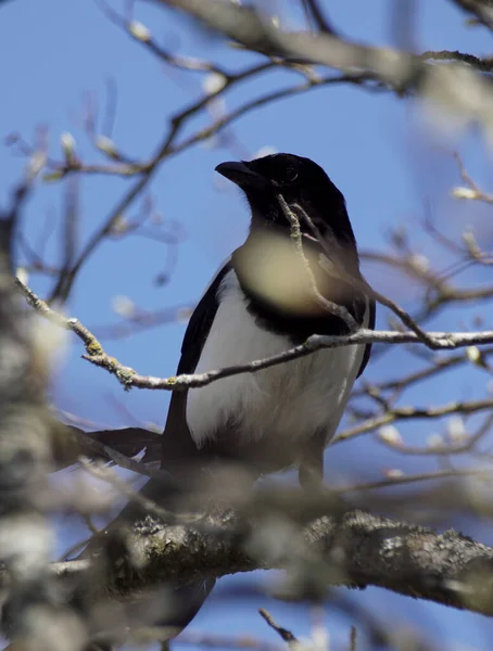 Ağaçta Tüneyen Kuşun Alçak Açılı Görüntüsü — Stok fotoğraf