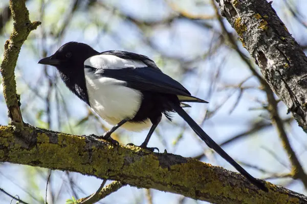 Close Bird Perching Branch —  Fotos de Stock