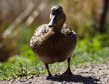Dişi yaban ördeği gündüz vakti yürüyor. 