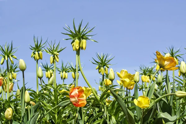 Primer Plano Las Plantas Con Flores Amarillas Campo Contra Cielo — Foto de Stock