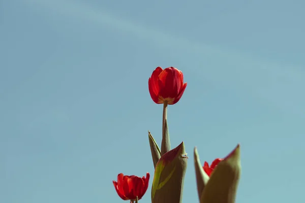 Primer Plano Tulipanes Rojos Contra Cielo — Foto de Stock