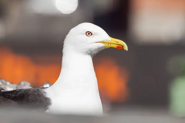 Close Seagull Perching Outdoors — Photo