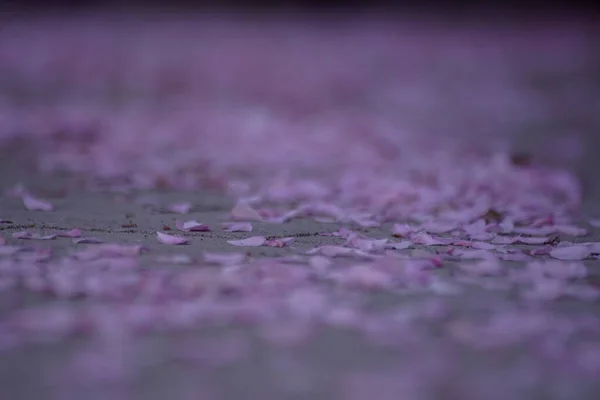 Полный Кадр Упал Вишневый Цветок Тропинки — стоковое фото