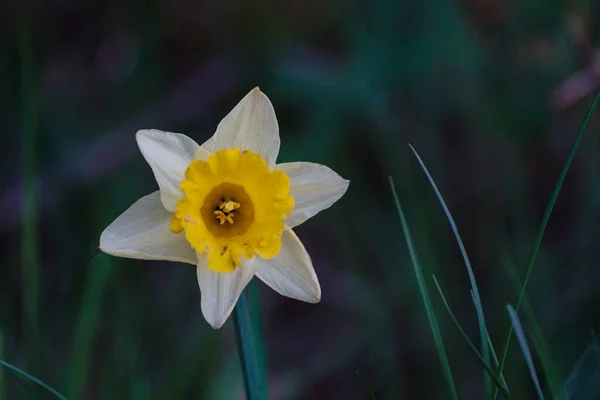 Primer Plano Una Flor Narciso Amarillo — Foto de Stock