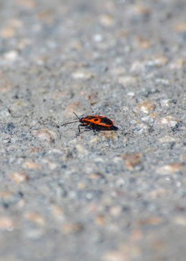 Yoldaki bir böceğin yüksek açılı görüntüsü 