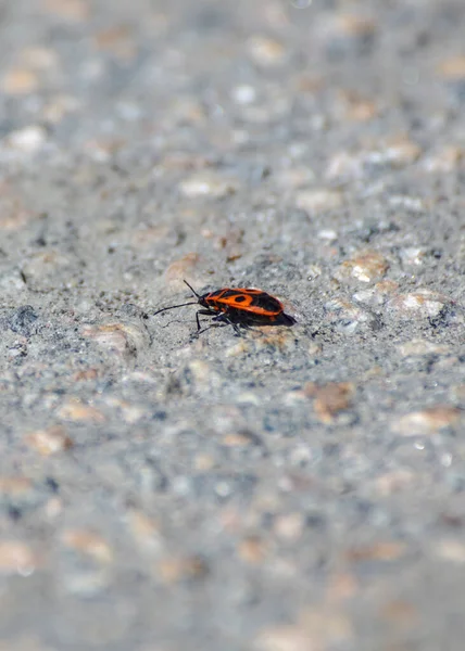 Yoldaki Bir Böceğin Yüksek Açılı Görüntüsü — Stok fotoğraf
