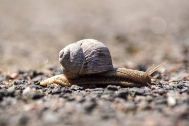 Gün boyunca bir salyangozun yakın çekimi. 