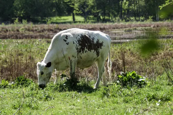 Vue Latérale Vache Debout Sur Champ Herbeux — Photo