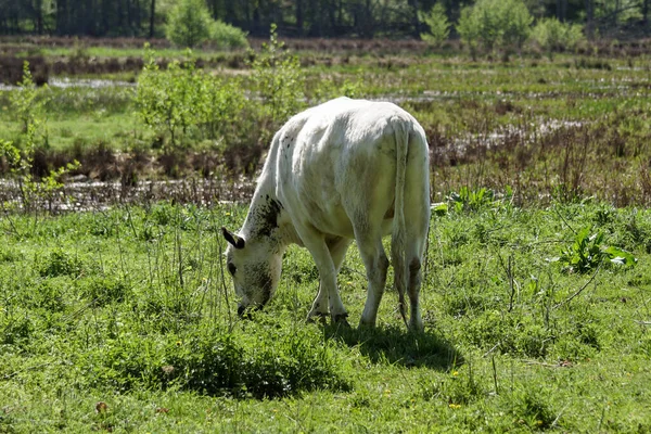 Vue Angle Élevé Pâturage Des Vaches Sur Champ Herbeux — Photo