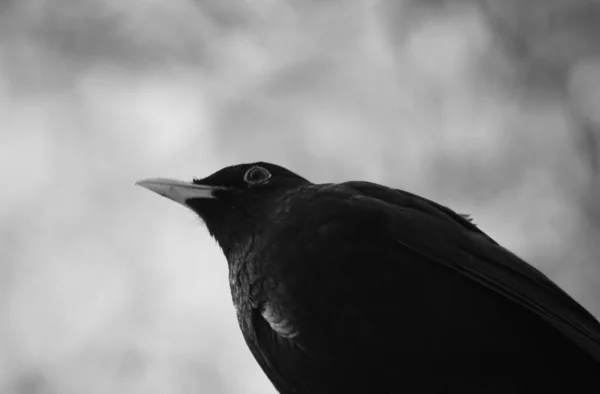 Petit Oiseau Perché Par Une Journée Nuageuse — Photo