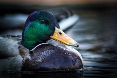 Suya karşı büyüyen bitkilere yakın çekim 