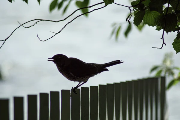 Nahaufnahme Eines Vogels Der Auf Dem Zaun Hockt — Stockfoto