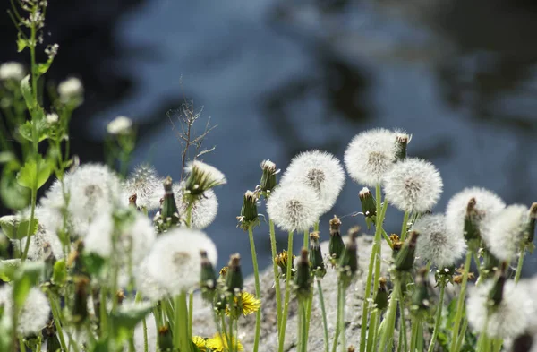 Close up of wilted dandelions against water